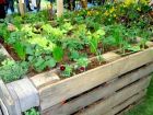 Tận dụng pallet tạo khu vườn trồng rau đẹp lý tưởng mà tiết kiệm